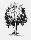 2drzewa linoryt